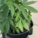 Grow Diary – Sweet Skunk Automatic (RQS) Outdoor Bavaria weed