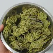 Banana Purple Punch Auto - Organic Outdoor / Fast Buds