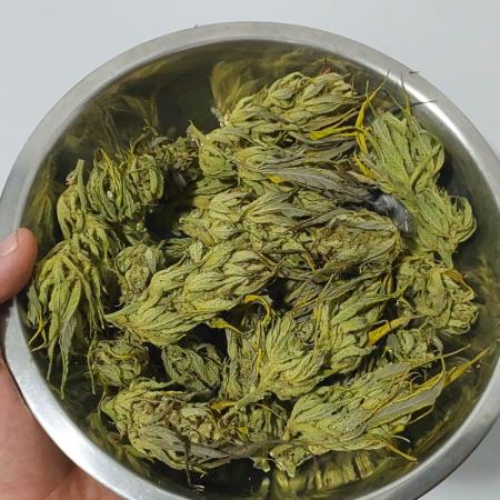 Banana Purple Punch Auto - Organic Outdoor / Fast Buds