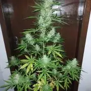 Gorilla Cookies Auto R1