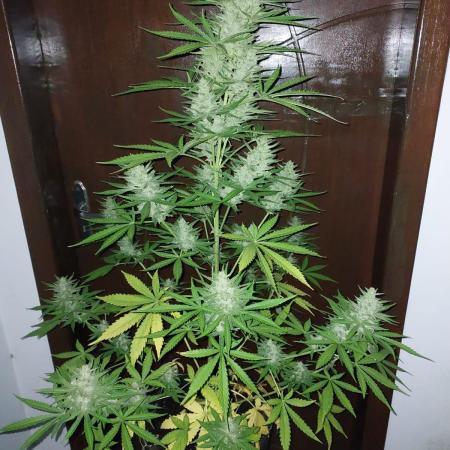 Gorilla Cookies Auto R1