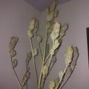 Amnesia Zkittlez Auto