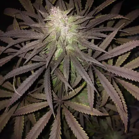 Blueberry Muffin - Humboldt Seed Company / 100% Organic Hardening Off (Veg indoors and Flowering Outdoors)