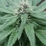 Blueberry Muffin - Humboldt Seed Company / 100% Organic Hardening Off (Veg indoors and Flowering Outdoors)