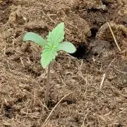 Fast buds garden