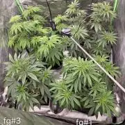 Franco's Full Gas!💣🧀