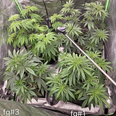 Franco's Full Gas!💣🧀