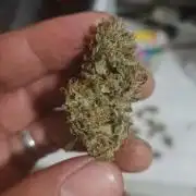 Auto moon rock... *Divine seeds contest*