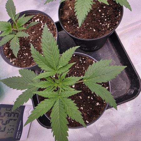 Franco's Full Gas!💣🧀