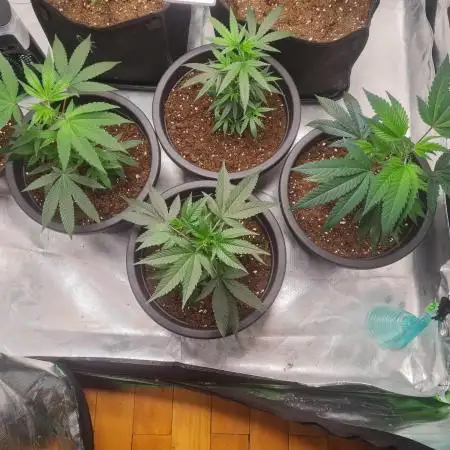 Clones salad run!🤪