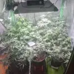 Clones salad run!🤪