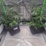 Auto moon rock... *Divine seeds contest*