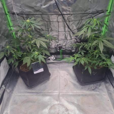 Auto moon rock... *Divine seeds contest*
