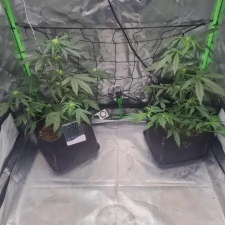 Auto moon rock... *Divine seeds contest*