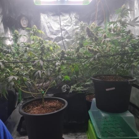 Clones salad run!🤪