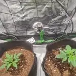 Auto moon rock... *Divine seeds contest*