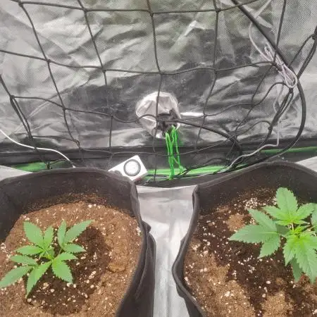 Auto moon rock... *Divine seeds contest*