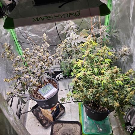 Clones salad run!🤪