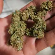 Clones salad run!🤪