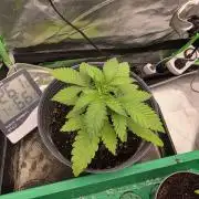Seed from apotheke!ππ