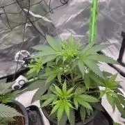 Franco's Full Gas!💣🧀