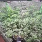 Clones salad run!🤪