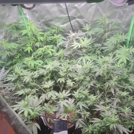 Clones salad run!🤪