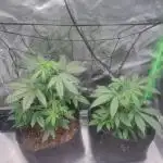 Auto moon rock... *Divine seeds contest*