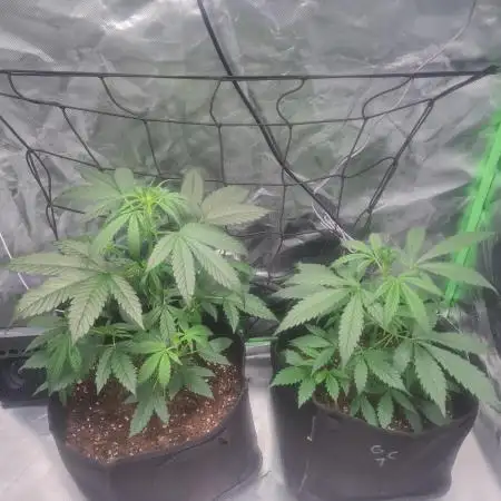 Auto moon rock... *Divine seeds contest*
