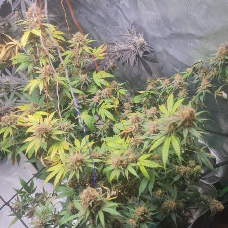 Clones salad run!🤪