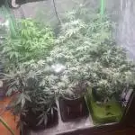 Clones salad run!🤪
