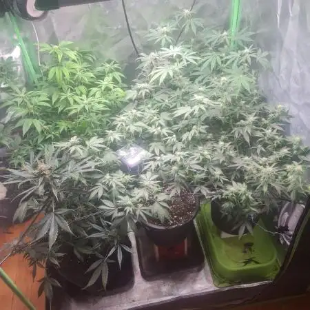 Clones salad run!🤪