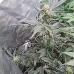 Auto moon rock... *Divine seeds contest*
