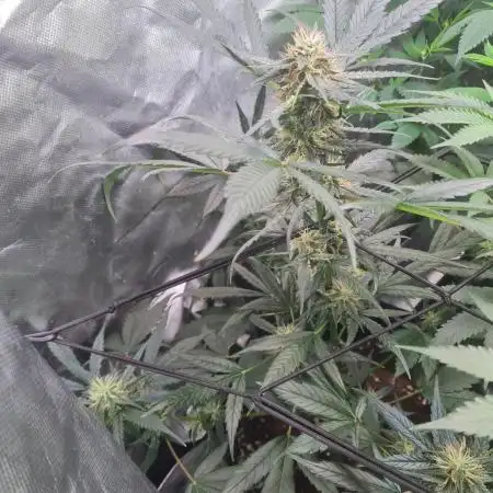 Auto moon rock... *Divine seeds contest*