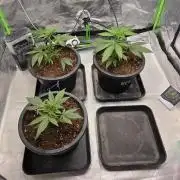 Franco's Full Gas!💣🧀