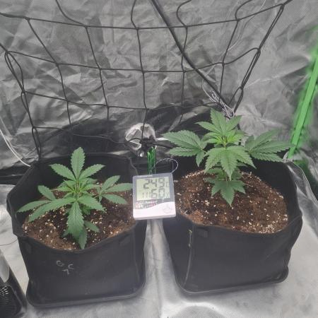 Auto moon rock... *Divine seeds contest*