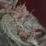 Auto moon rock... *Divine seeds contest*