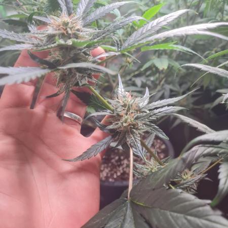 Auto moon rock... *Divine seeds contest*