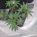 Clones salad run!🤪