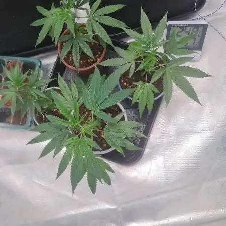 Clones salad run!🤪