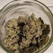 Clones salad run!🤪