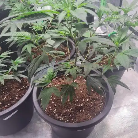 Clones salad run!🤪