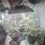 Clones salad run!🤪