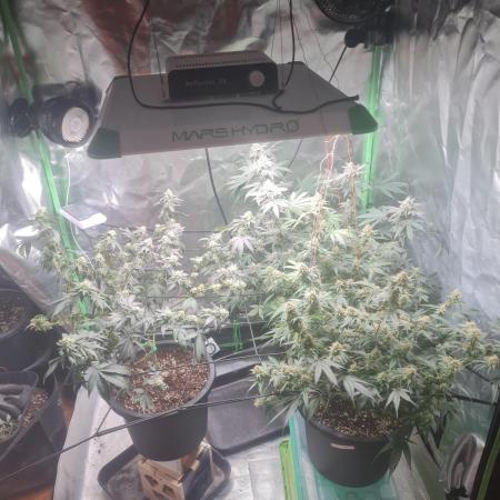 Clones salad run!🤪