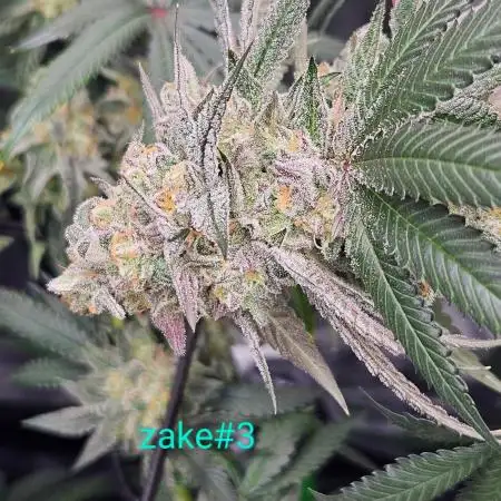 Do u zake?