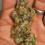 Lovely Zombie Kush x2!!! 