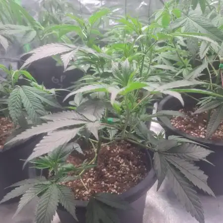 Clones salad run!🤪