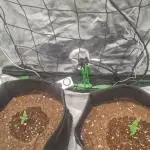 Auto moon rock... *Divine seeds contest*