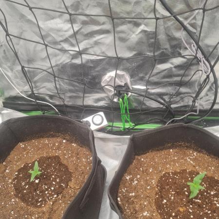 Auto moon rock... *Divine seeds contest*