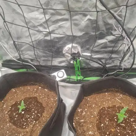Auto moon rock... *Divine seeds contest*